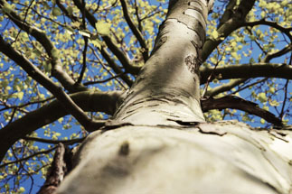 Fountain shutter speed