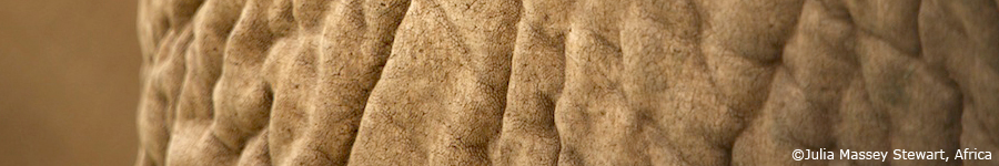 @ Julia Massey Stewart, Africa. Photography, creative digital, wedding, iMovie and Photoshop courses at The Mango Lab in London